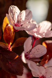 Close-up of pink cherry blossoms