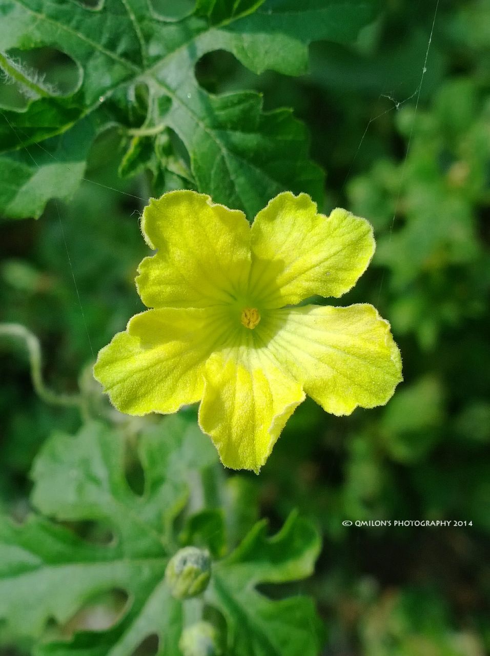 flower, freshness, water, fragility, petal, growth, close-up, beauty in nature, yellow, flower head, drop, nature, single flower, wet, plant, focus on foreground, leaf, blooming, green color, selective focus