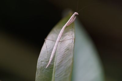 Close-up of insect on leaves against black background