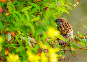 Close-up of bird perching on tree