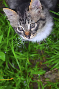 Portrait of cat on field