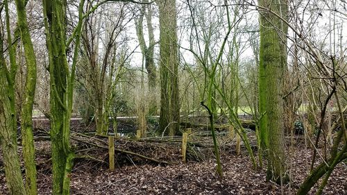Full frame shot of bamboo trees in forest