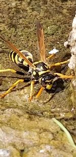 High angle view of insect