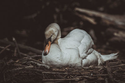 Close-up of swan on field