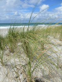 Grass on beach against sky