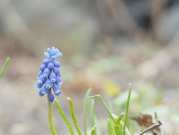 Close-up of blue flowers