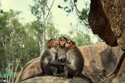 Low angle view of monkey family sitting on rock