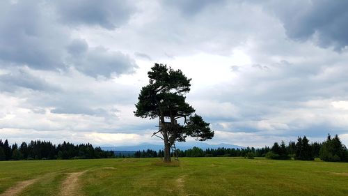 Trees on field against sky