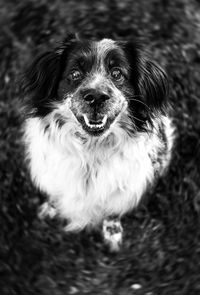 Close-up portrait of dog