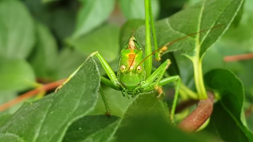 Close-up of insect on leaf