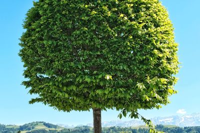 Close-up of tree against sky