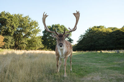 Portrait of deer standing on field