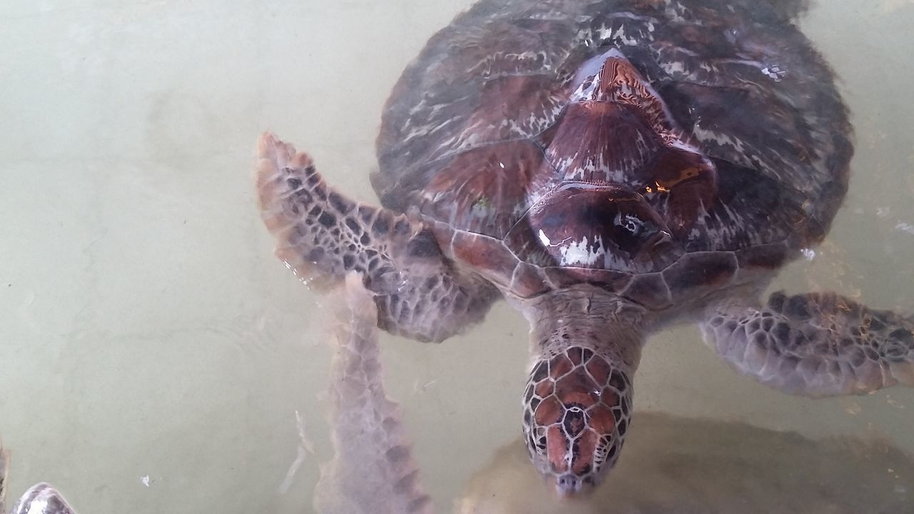 CLOSE-UP OF TURTLE SWIMMING