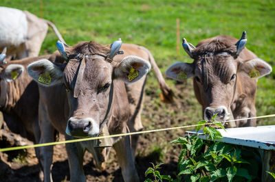 Cows around bachtel in hinwil switzerland