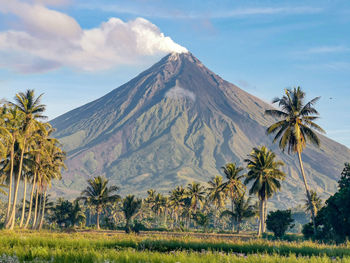 Scenic view of palm trees on landscape against sky