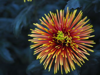 Close-up of yellow flower