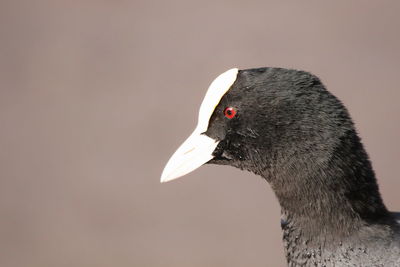 Close-up of a bird looking away