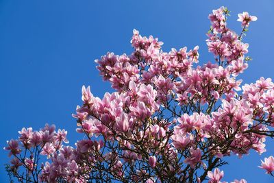 Low angle view of cherry blossoms against sky