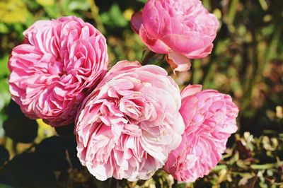 Close-up of pink rose