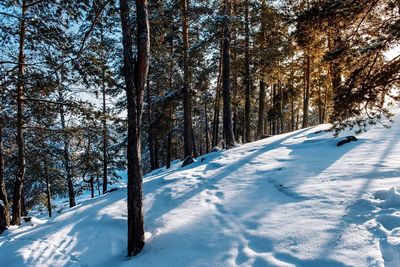 Snow covered trees in forest