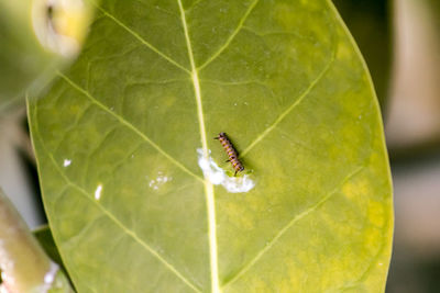 High angle view of insect on leaf