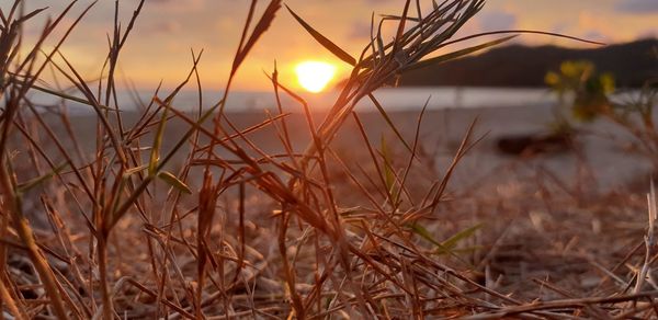 Close-up of stalks against sunset