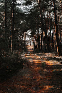 Trees growing in forest