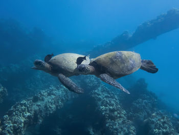 Turtle swimming in sea