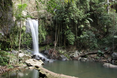 Stream flowing through forest