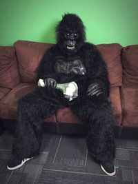 Portrait of black cat sitting on sofa at home