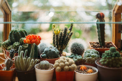 Close-up of potted plants