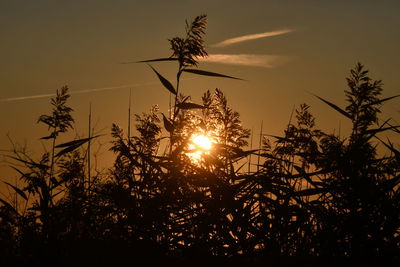 Low angle view of silhouette trees against sky during sunset