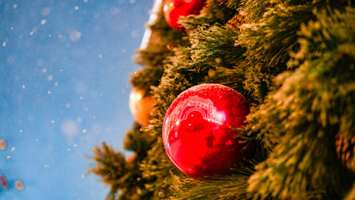 Close-up of christmas tree