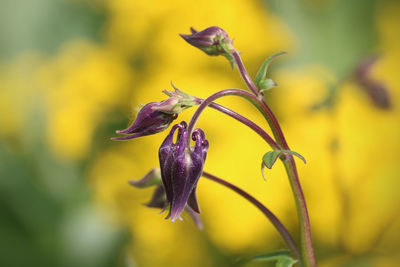 Close-up of yellow flowering plant