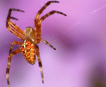 Close-up of spider on web