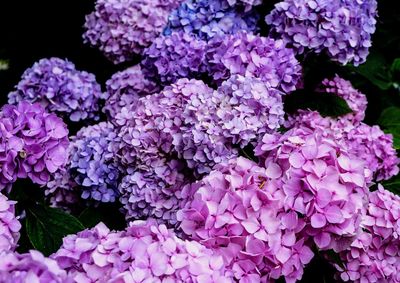 Close-up of pink hydrangea flowers