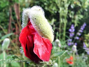 Close-up of red rose flower