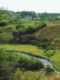 Scenic view of grassy field