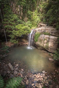 Scenic view of waterfall in forest