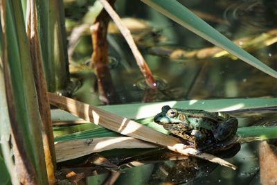 Close-up of crab swimming in lake