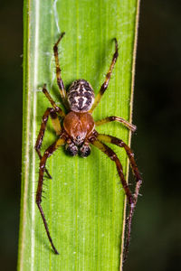 Close-up of spider