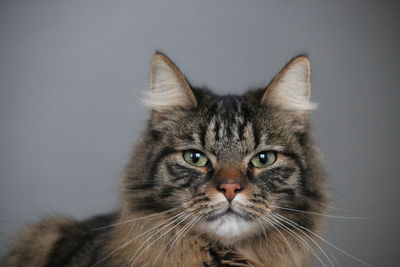 Close-up portrait of tabby cat