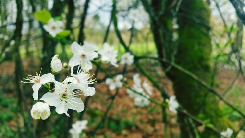 Close-up of white flowers