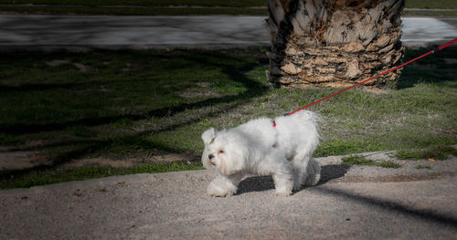 Portrait of a dog on the road