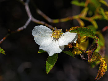Close-up of white flowering plant