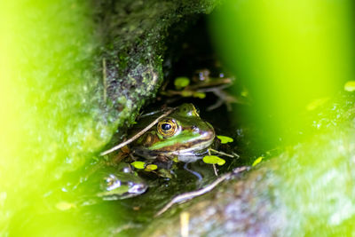 Big green frog in garden pond with beautiful reflection at the water surface shows frog eyes