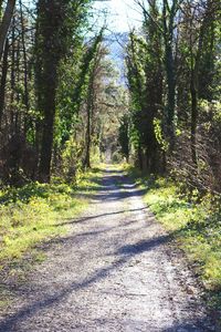 Road amidst trees in forest