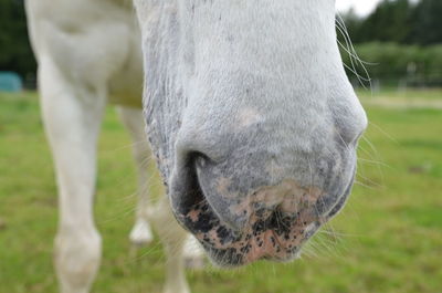 Close-up of cow grazing on field