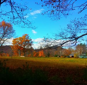 Bare trees on field against cloudy sky