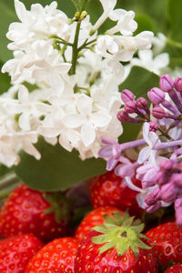 Close-up of flowers